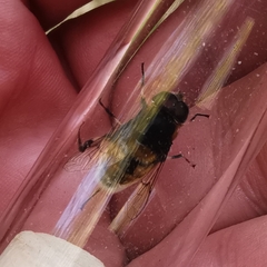 Eristalis intricaria
