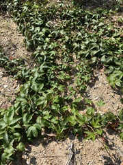 Passiflora cinnabarina