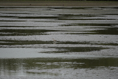 Charadriiformes