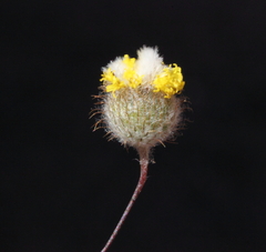 Asteridea athrixioides