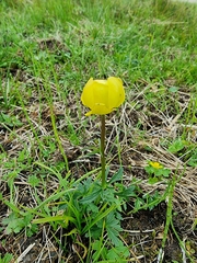 Trollius europaeus