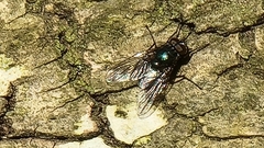 Calyptratae