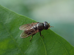 Cheilosia pagana