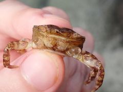 Hemigrapsus sanguineus