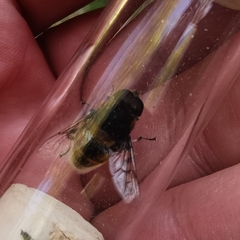Eristalis intricaria