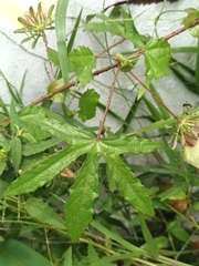Hibiscus surattensis