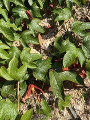 Passiflora cinnabarina