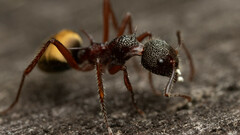 Dolichoderus extensispinus