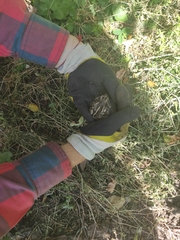 Pelobates vespertinus