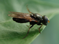 Cheilosia pagana