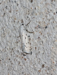 Myelois circumvoluta