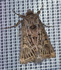 Tholera decimalis