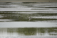 Charadriiformes