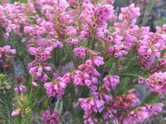 Erica abietina constantiana