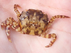 Hemigrapsus sanguineus