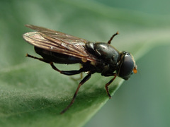 Cheilosia pagana