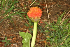 Scadoxus puniceus