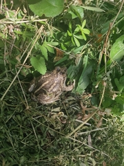 Pelobates vespertinus