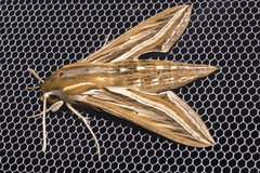 Hippotion celerio