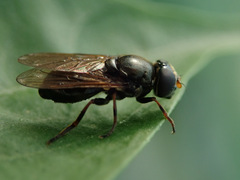 Cheilosia pagana
