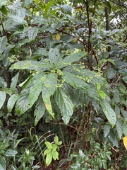 Clerodendrum cyrtophyllum