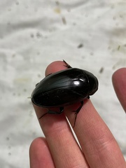 Hydrophilus aterrimus