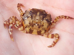 Hemigrapsus sanguineus