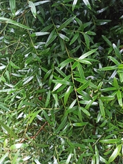 Podocarpus elatus