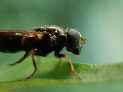Cheilosia pagana