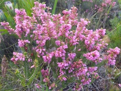 Erica abietina constantiana