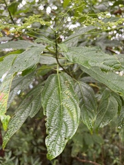 Clerodendrum cyrtophyllum