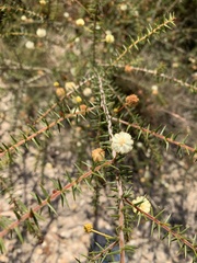 Acacia ulicifolia