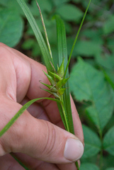 Carex intumescens