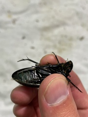 Hydrophilus aterrimus