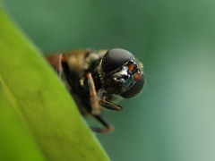 Cheilosia pagana