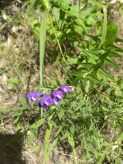 Scutellaria baicalensis