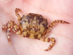 Hemigrapsus sanguineus