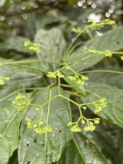Clerodendrum cyrtophyllum