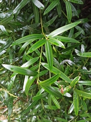 Podocarpus elatus
