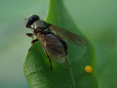 Cheilosia pagana