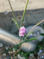 Verbena bonariensis