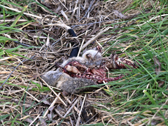 Hydromys chrysogaster