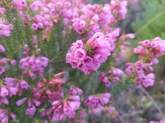 Erica abietina constantiana