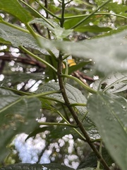 Clerodendrum cyrtophyllum