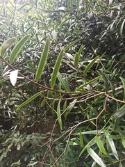 Podocarpus elatus