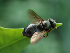 Cheilosia pagana