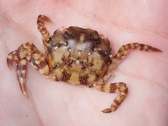 Hemigrapsus sanguineus