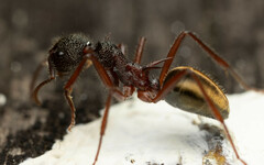 Dolichoderus extensispinus