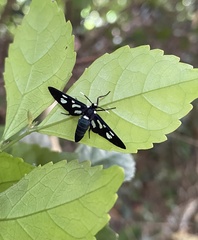 Amata stellaris