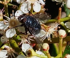 Calliphora vicina